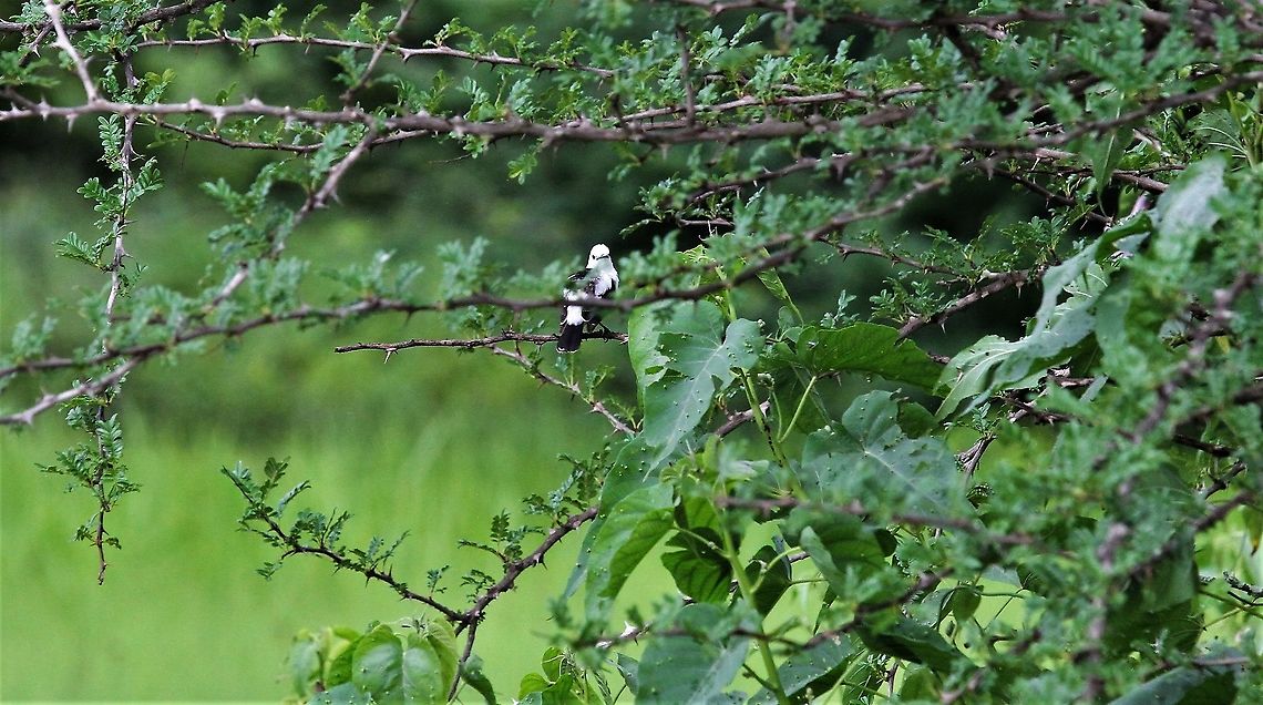 White-headed Marsh-tyrant  Arundinicola leucocephala,Hato La Aurora,White-headed Marsh Tyrant
