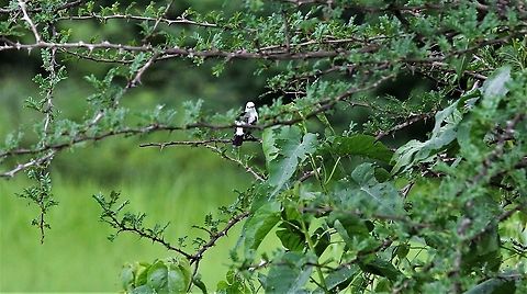 White-headed Marsh-tyrant  Arundinicola leucocephala,Hato La Aurora,White-headed Marsh Tyrant
