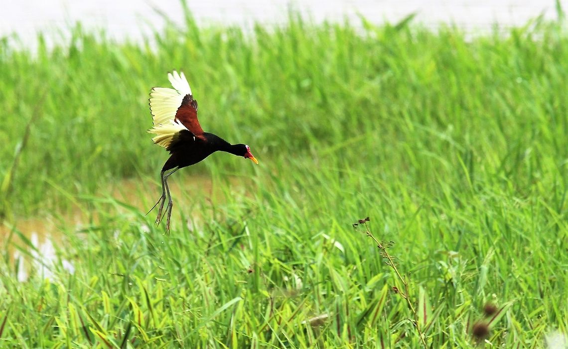 Wattled Jacana  Hato Pinero,Jacana jacana,Los Llanos,Wattled Jacana