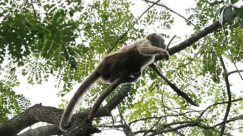 Wedge-capped Capuchin Near the ranch house heading to a mango tree Cebus olivaceus,Hato Pinero,Los Llanos,Wedge-capped capuchin