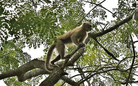Wedge-capped Capuchin Close to the ranch house Cebus olivaceus,Hato Pinero,Los Llanos,Wedge-capped capuchin
