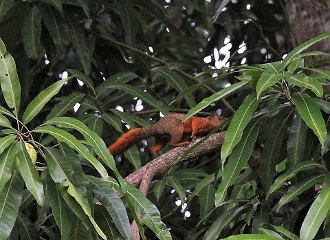 Red-tailed Squirrel In Mango tree Hato Pinero,Los Llanos,Red-tailed squirrel,Sciurus granatensis