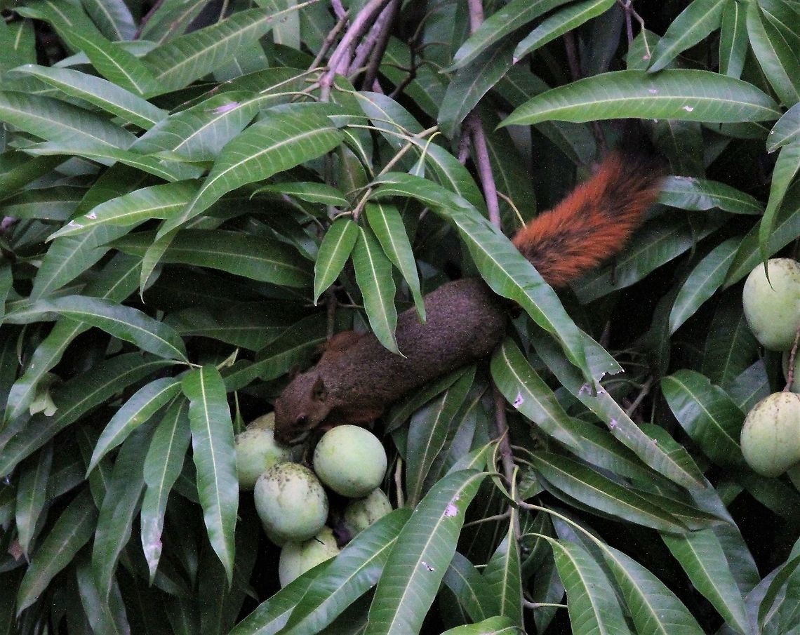 Red-tailed Squirrel in mango tree  Hato Pinero,Los Llanos,Red-tailed squirrel,Sciurus granatensis