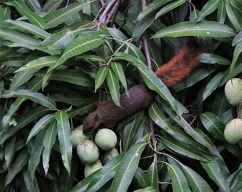 Red-tailed Squirrel in mango tree  Hato Pinero,Los Llanos,Red-tailed squirrel,Sciurus granatensis
