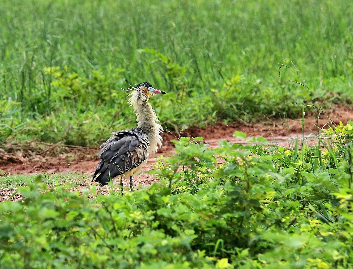 Whistling Heron fluffing up Very colourful heron Hato Pinero,Los Llanos,Syrigma sibilatrix,whistling heron