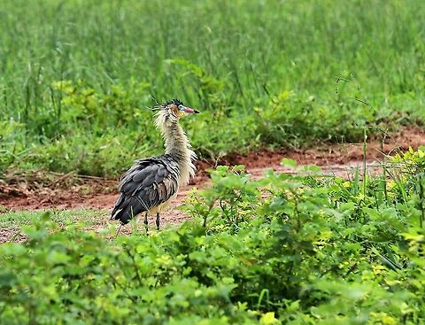 Whistling Heron fluffing up Very colourful heron Hato Pinero,Los Llanos,Syrigma sibilatrix,whistling heron