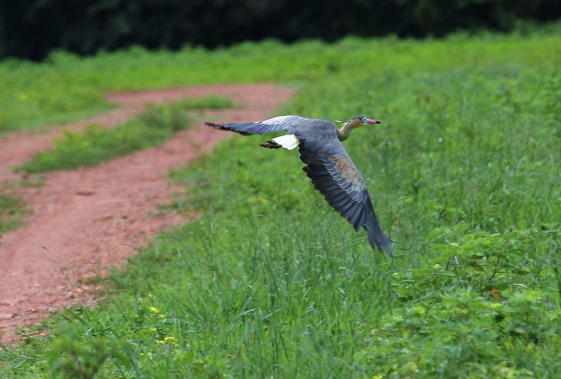 Whistling Heron Whistliong Heron in flight Hato Pinero,Los Llanos,Syrigma sibilatrix,whistling heron