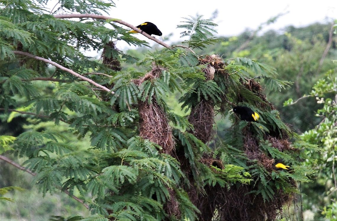 Yellow-rumped Cacique A small colony Cacicus cela,Hato Pinero,Los Llanos,Yellow-rumped Cacique