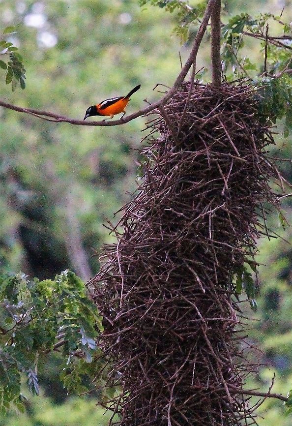 Venezuelan Troupial by thornbird nest Not the greatest shot, on dusk Hato Pinero,Icterus icterus,Los Llanos,Venezuelan Troupial