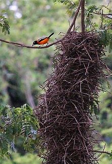 Venezuelan Troupial by thornbird nest Not the greatest shot, on dusk Hato Pinero,Icterus icterus,Los Llanos,Venezuelan Troupial