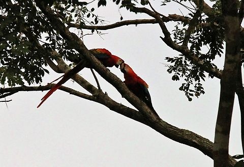 Scarlet Macaws on dusk Paired for life Ara macao,Hato Pinero,Los Llanos,Scarlet macaw