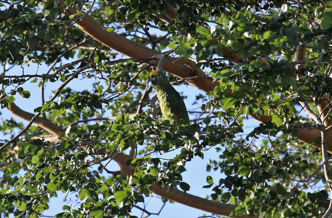 Yellow-cowned Amazon  Amazona ochrocephala,Hato Pinero,Los Llanos,Yellow-crowned Amazon