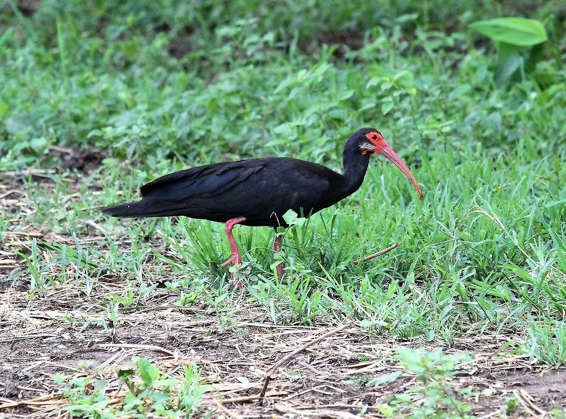 Sharp-tailed Ibis This time at Hato Pinero Cercibis oxycerca,Hato Pinero,Los Llanos,Sharp-tailed ibis