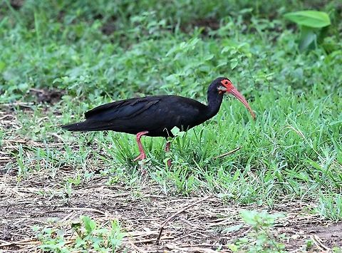 Sharp-tailed Ibis This time at Hato Pinero Cercibis oxycerca,Hato Pinero,Los Llanos,Sharp-tailed ibis