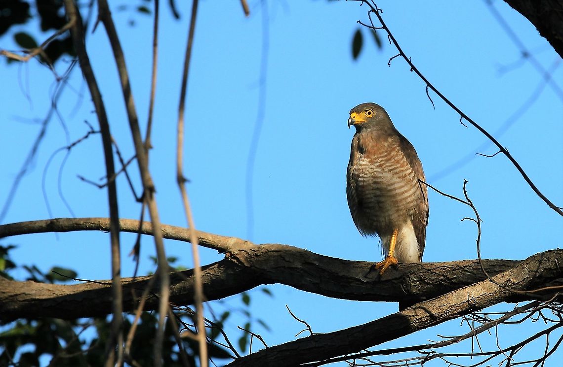 Roadside Hawk  Hato Pinero,Los Llanos,Roadside Hawk,Rupornis magnirostris
