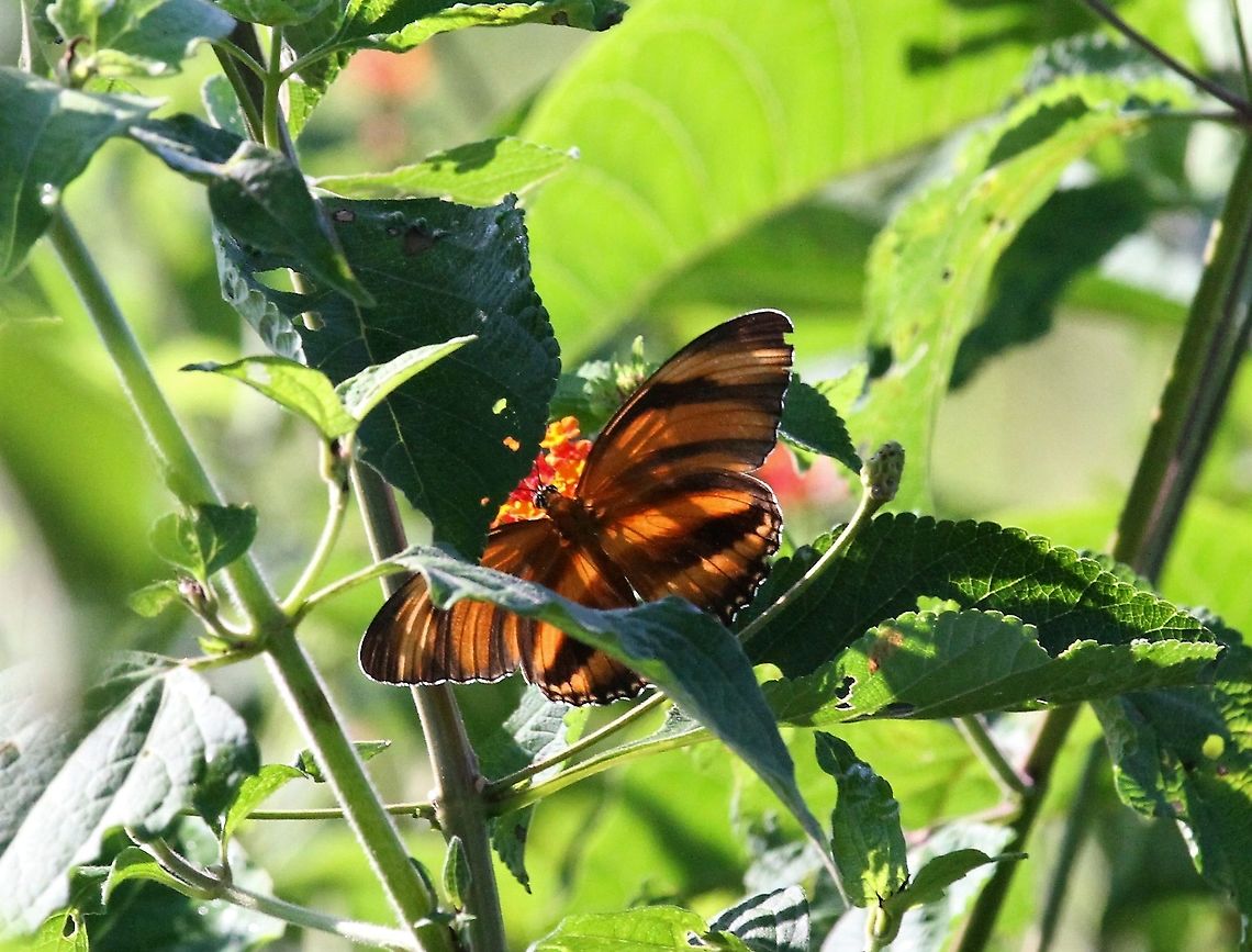 Banded-orange Longwing Backlit longwing Banded Orange Heliconian,Dryadula phaetusa,Hato Pinero,Los Llanos
