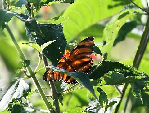 Banded-orange Longwing Backlit longwing Banded Orange Heliconian,Dryadula phaetusa,Hato Pinero,Los Llanos