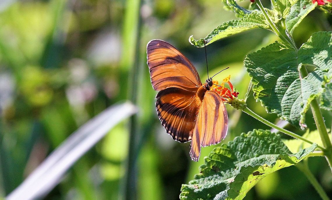 Banded Orange Heliconian (Longwing)  Banded Orange Heliconian,Dryadula phaetusa,Hato Pinero,Los Llanos