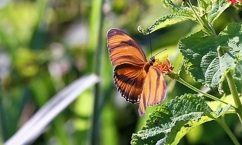 Banded Orange Heliconian (Longwing)  Banded Orange Heliconian,Dryadula phaetusa,Hato Pinero,Los Llanos