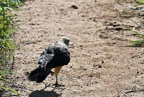Yellow-headed Caracara and lizard Successful swoop for lizard Hato Pinero,Los Llanos,Milvago chimachima,Yellow-headed caracara