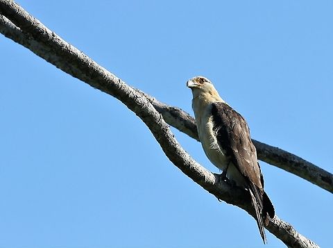 Yellow-headed Caracara Surveying the scene Hato Pinero,Los Llanos,Milvago chimachima,Yellow-headed caracara