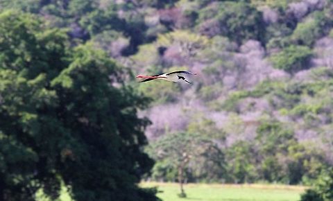Black-necked Stilt Flying over la laguna Black-necked Stilt,Hato Pinero,Himantopus mexicanus,Los Llanos