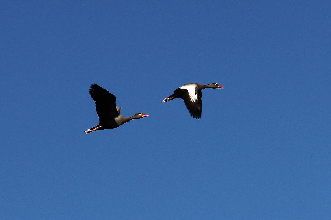 Brace of Black-bellied Whistling Ducks in flight Against a brilliant sky Black-bellied whistling duck,Dendrocygna autumnalis,Hato Pinero,Los Llanos