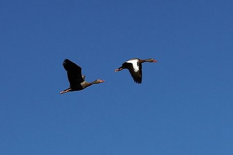 Brace of Black-bellied Whistling Ducks in flight Against a brilliant sky Black-bellied whistling duck,Dendrocygna autumnalis,Hato Pinero,Los Llanos