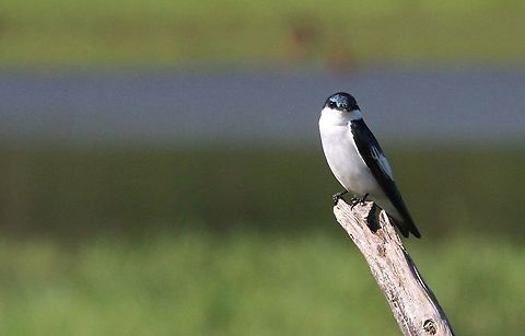 White-winged Swallow Looking round the Llanos Hato Pinero,Los Llanos,Tachycineta albiventer,White-winged Swallow