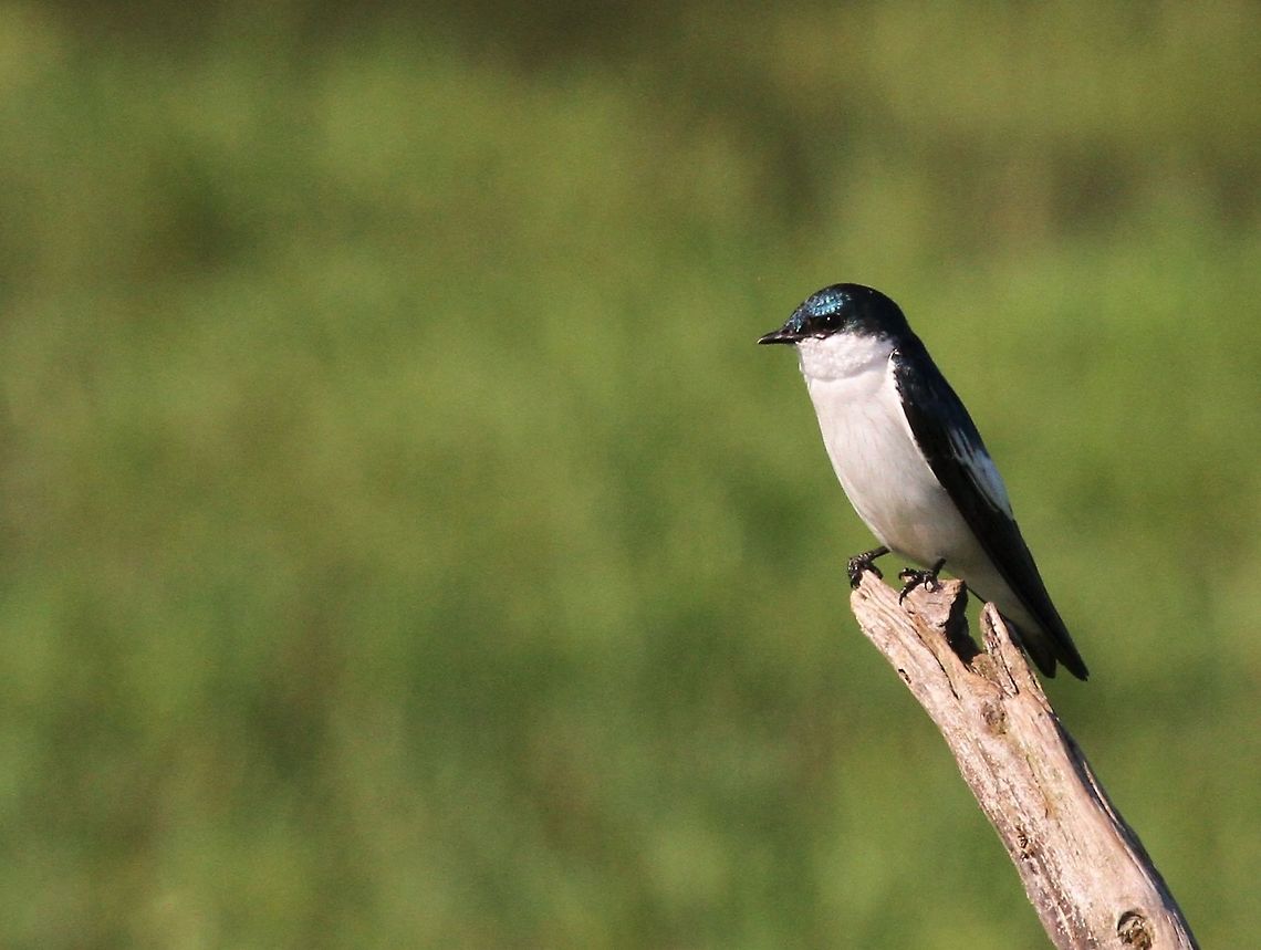 White-winged Swallow Nicely posed Hato Pinero,Los Llanos,Tachycineta albiventer,White-winged Swallow