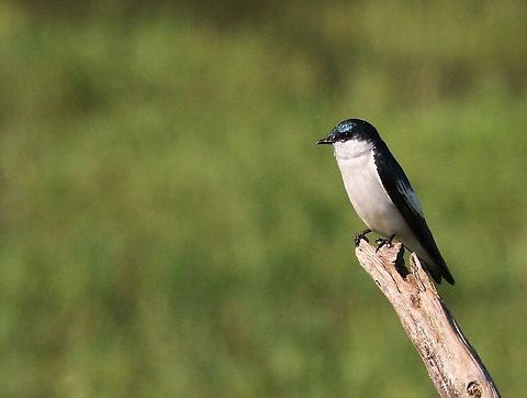 White-winged Swallow Nicely posed Hato Pinero,Los Llanos,Tachycineta albiventer,White-winged Swallow