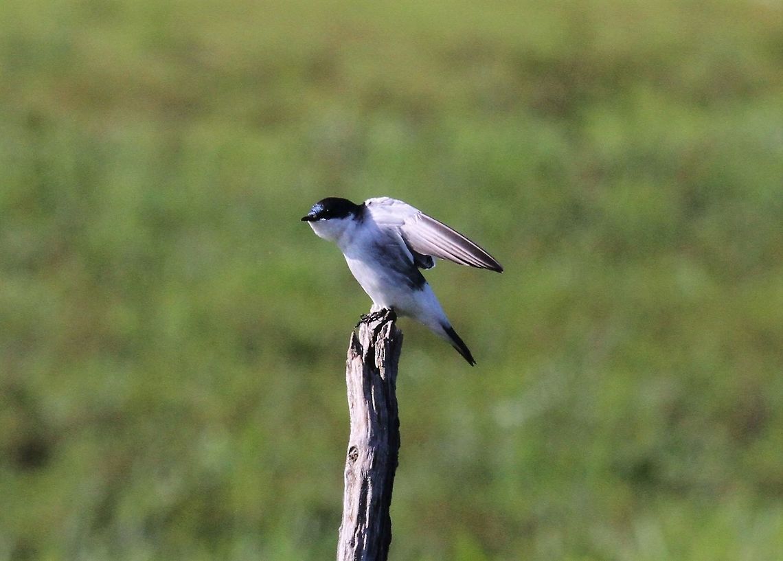 White-winged Swallow stretching Stretching the wings Hato Pinero,Los Llanos,Tachycineta albiventer,White-winged Swallow