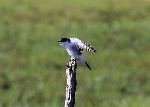 White-winged Swallow stretching Stretching the wings Hato Pinero,Los Llanos,Tachycineta albiventer,White-winged Swallow