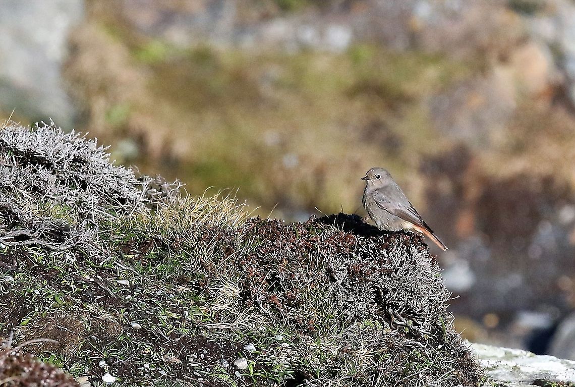Black Redstart Early - sheltering from the gales over Calf Sound Black Redstart,Isle of Man,Phoenicurus ochruros