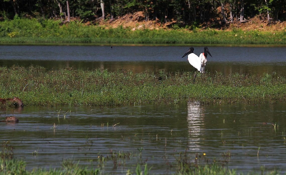 Jabiru X marks the spot in La Laguna Hato Pinero,Jabiru,Jabiru mycteria,Los Llanos