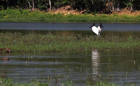 Jabiru X marks the spot in La Laguna Hato Pinero,Jabiru,Jabiru mycteria,Los Llanos