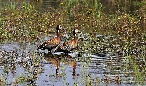 White-faced Whisling Ducks A brace in a lake - posing Dendrocygna viduata,Hato Pinero,Los Llanos,White-faced Whistling Duck