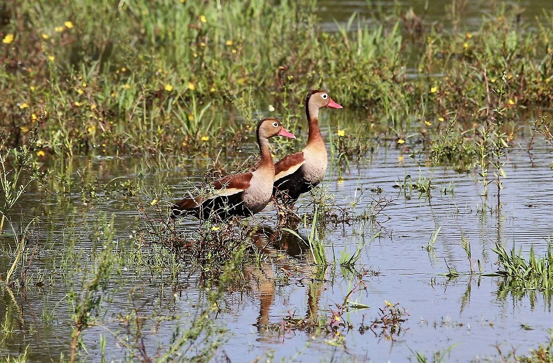 Black-bellied Whistling Ducks A brace - posing Black-bellied whistling duck,Dendrocygna autumnalis,Hato Pinero,Los Llanos