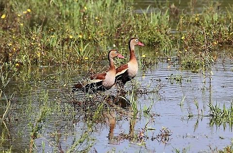 Black-bellied Whistling Ducks A brace - posing Black-bellied whistling duck,Dendrocygna autumnalis,Hato Pinero,Los Llanos