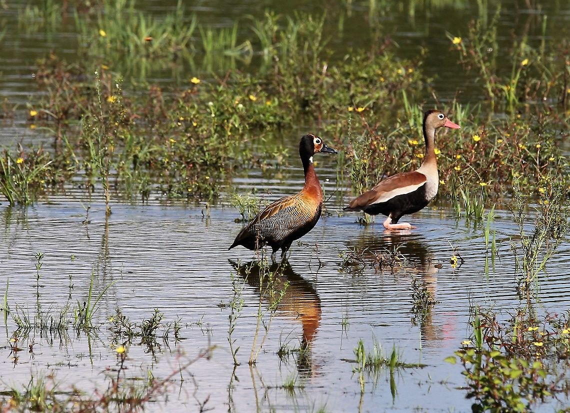 Mixed brace - Black-bellied and White-faced Whitling Ducks Finally a posing brace - one of each species Black-bellied whistling duck,Dendrocygna autumnalis,Hato Pinero,Los Llanos