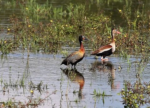 Mixed brace - Black-bellied and White-faced Whitling Ducks Finally a posing brace - one of each species Black-bellied whistling duck,Dendrocygna autumnalis,Hato Pinero,Los Llanos