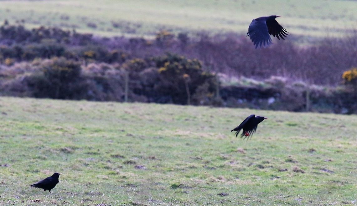 Red-billed Choughs Camera shy, up, up and away Isle of Man,Pyrrhocorax pyrrhocorax,Red-billed chough