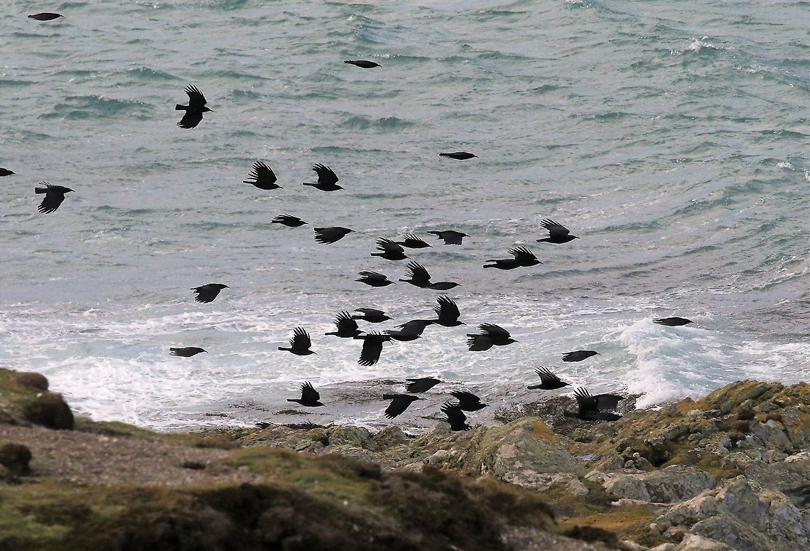 Red-billed Choughs Flying over the storm-tossed Sound of Calf Isle of Man,Pyrrhocorax pyrrhocorax,Red-billed chough
