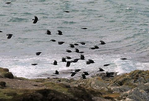 Red-billed Choughs Flying over the storm-tossed Sound of Calf Isle of Man,Pyrrhocorax pyrrhocorax,Red-billed chough