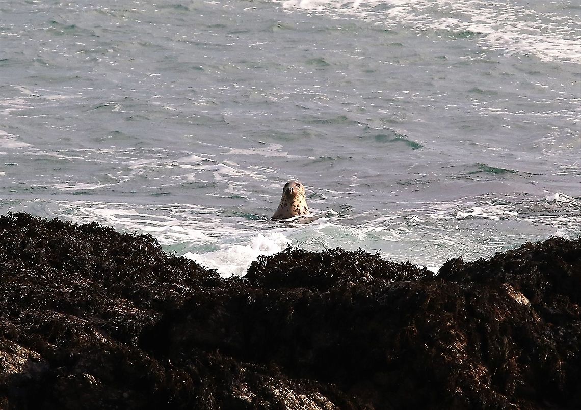 Common Seal A misnomer as they are not really common at all Harbor (common) seal,Isle of Man,Phoca vitulina