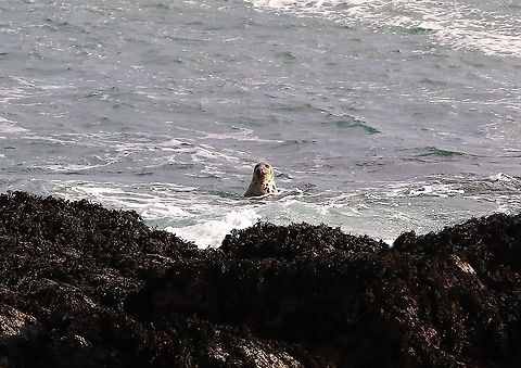 Common Seal A misnomer as they are not really common at all Harbor (common) seal,Isle of Man,Phoca vitulina