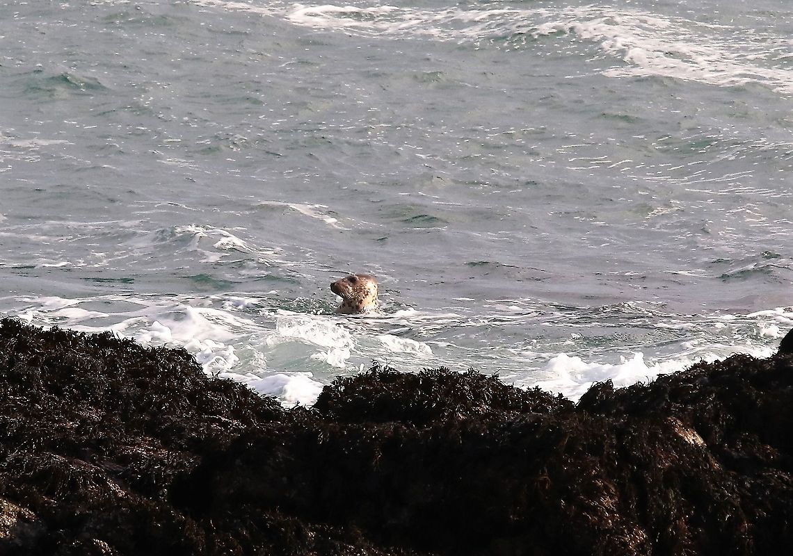 Common Seal Off langness Harbor (common) seal,Isle of Man,Phoca vitulina