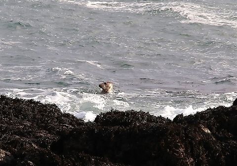 Common Seal Off langness Harbor (common) seal,Isle of Man,Phoca vitulina