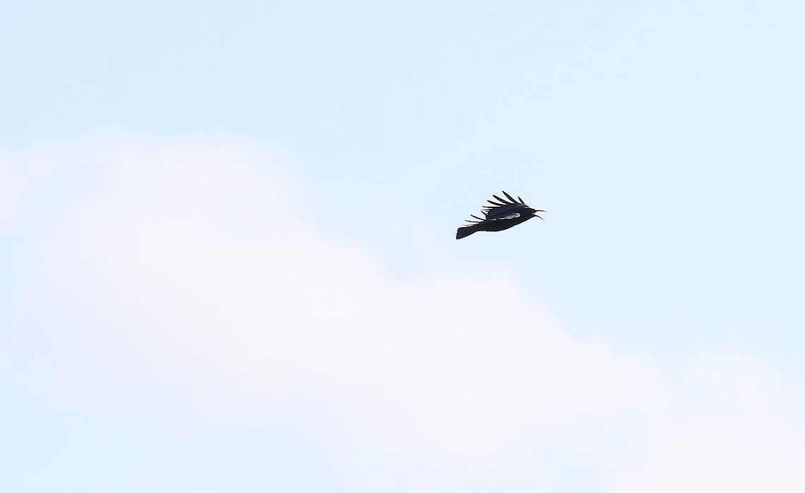 Red-billed Chough chhrrring  Isle of Man,Pyrrhocorax pyrrhocorax,Red-billed chough
