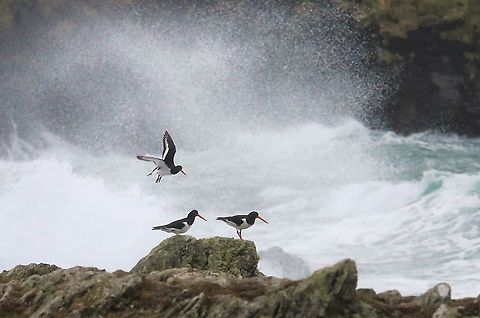 Oyster Catchers  Eurasian oystercatcher,Haematopus ostralegus